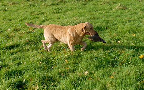 Longmeadow Barnegat Bay's Surfer At Penrose