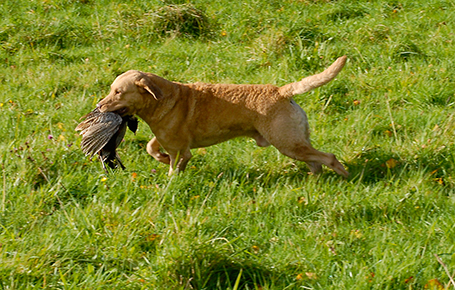 Longmeadow Barnegat Bay's Surfer At Penrose