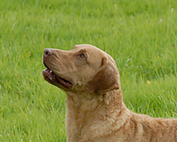 Longmeadow Barnegat Bay's Surfer At Penrose
