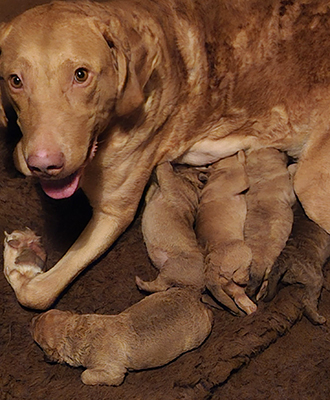 Penrose Marsh Gunner pups