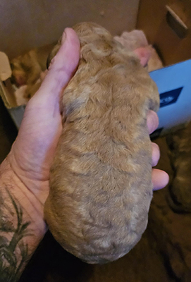 Penrose Marsh Gunner pups