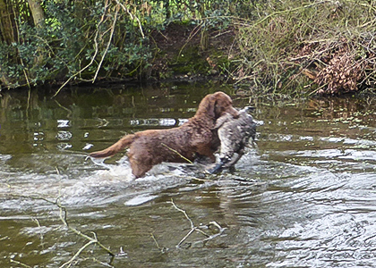 Longmeadow Dundela's McIntosh