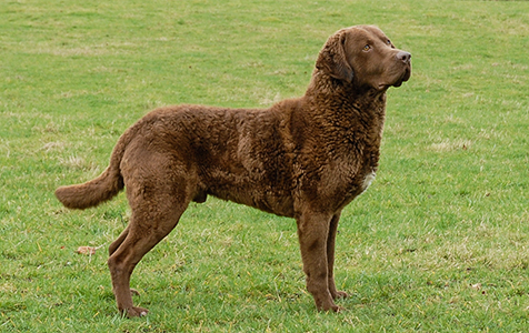 Longmeadow Dundela's McIntosh