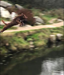 Longmeadow Dundela's McIntosh