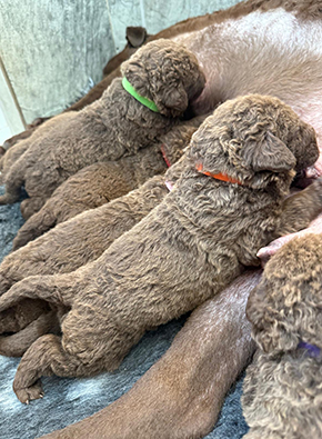 Penrose Double Trouble From Longmeadow pups