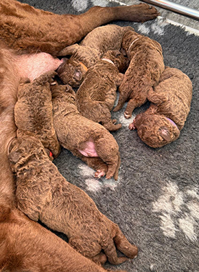 Penrose Double Trouble From Longmeadow pups