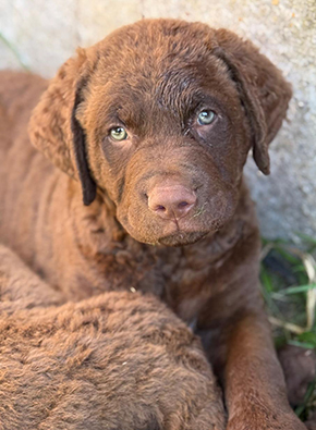 Penrose Double Trouble From Longmeadow pups
