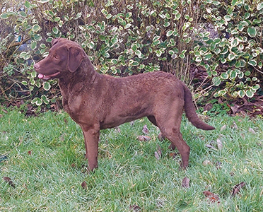 Baymoss Tweed Of Penrose