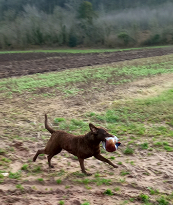 Baymoss Tweed Of Penrose