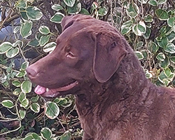 Baymoss Tweed Of Penrose