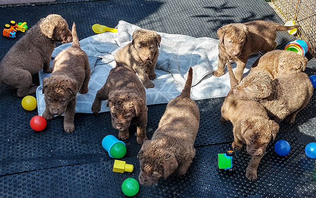 Baymoss Tweed Of Penrose pups
