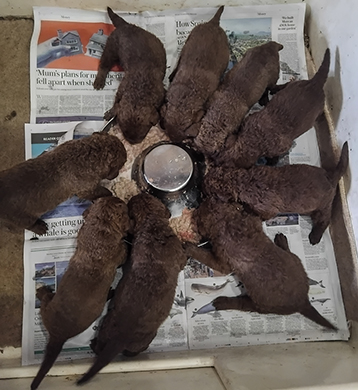 Baymoss Tweed Of Penrose pups