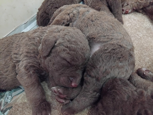 Baymoss Tweed Of Penrose pups