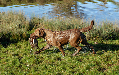 Penrose I Dream A Dream