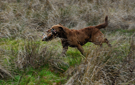 Penrose I Dream A Dream