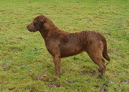 Penrose I Dream A Dream