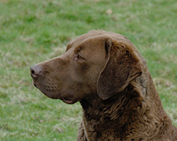 Penrose I Dream A Dream