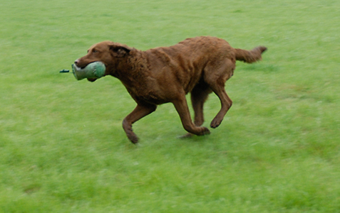 Bayana Ut It Fryske Fjild