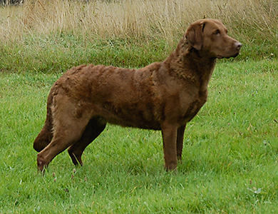 Bayana Ut It Fryske Fjild