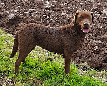 Penrose Ripple My Fancy