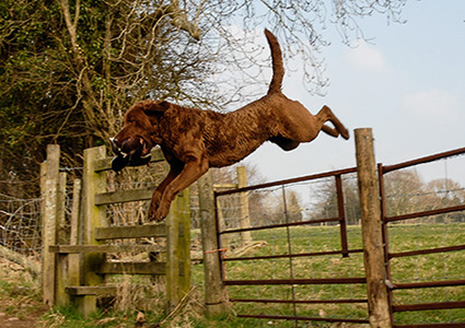 Penrose Ripple My Fancy
