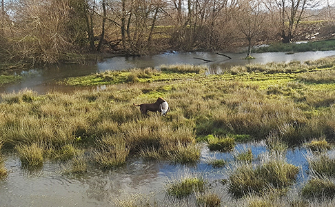 Penrose Ripple My Fancy