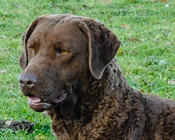 Penrose Ripple My Fancy