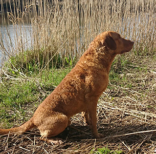 Penrose Marsh Gunner