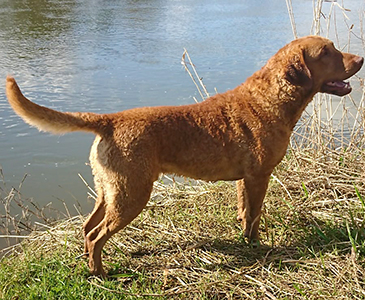 Penrose Marsh Gunner