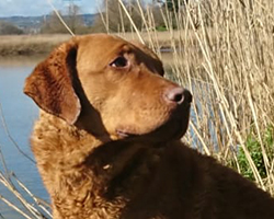 Penrose Marsh Gunner