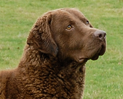 Longmeadow Dundela's McIntosh