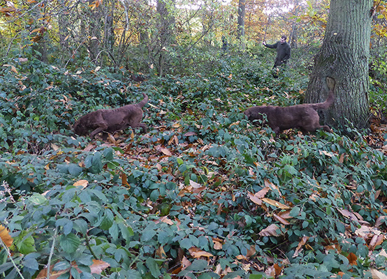 Penrose shooting day