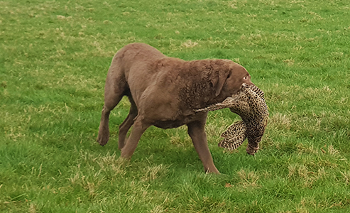 Penrose Double Trouble From Longmeadow