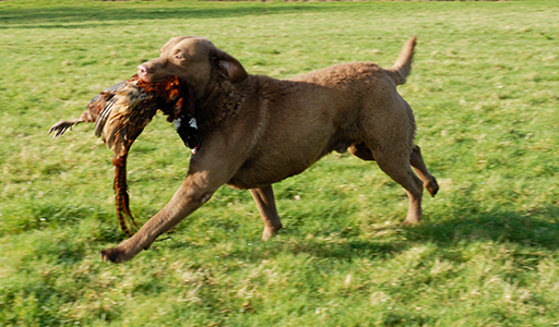 Penrose Double Trouble From Longmeadow