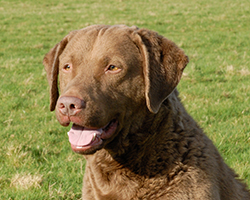 Penrose Double Trouble From Longmeadow