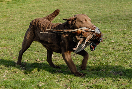 Penrose Away With A Fairy