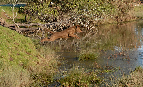 Penrose Away With A Fairy