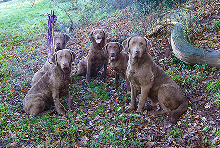 Penrose Away With A Fairy