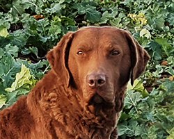 Penrose Away With A Fairy